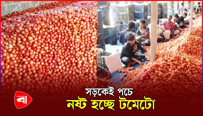তীব্র তাপদাহে গ্রীষ্মকালীন টমেটোর বাজারে ধস