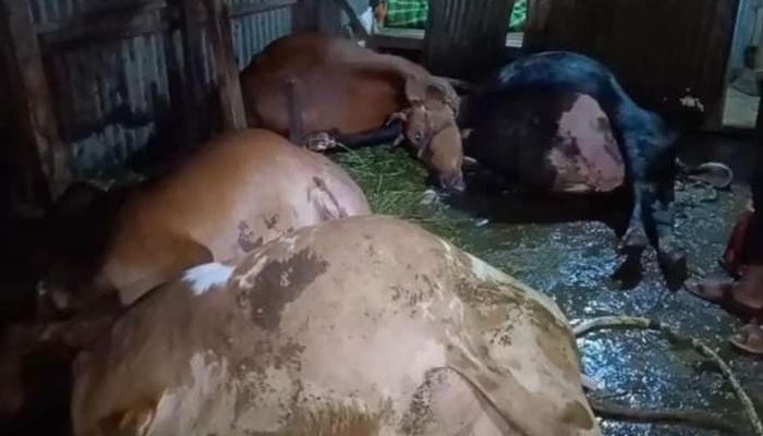 সোমবার রাতে গরুগুলো মারা গেছে। প্রবা ফটো