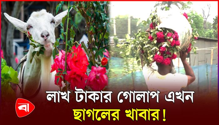 ছাগলের জন্য বস্তায় করে গোলাপ নিচ্ছে চাষি! 