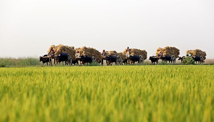 চলনবিলে মহিষের গাড়িতে ধান বহন