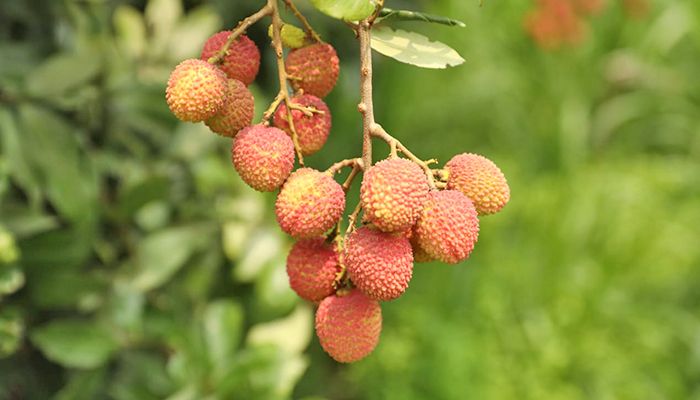 সোনারগাঁয়ে বাড়ছে লিচু চাষ