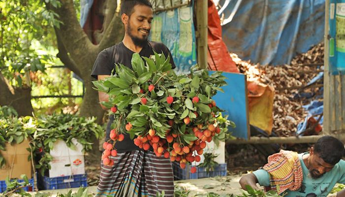 সোনারগাঁয়ে বাড়ছে লিচু চাষ