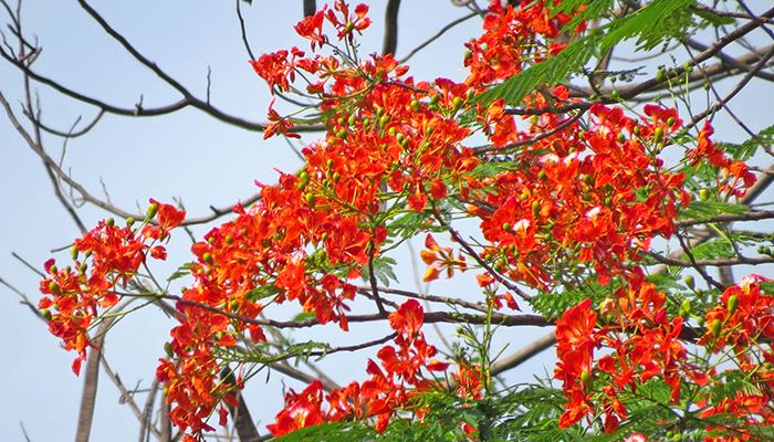 কৃষ্ণচূড়ার সৌন্দর্যে অপরূপ প্রকৃতি