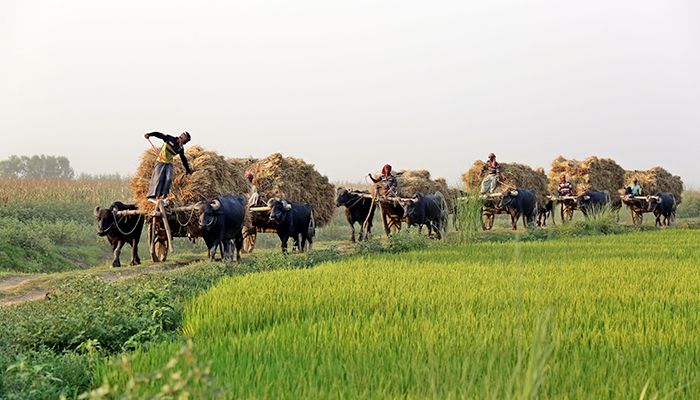চলনবিলে মহিষের গাড়িতে ধান বহন