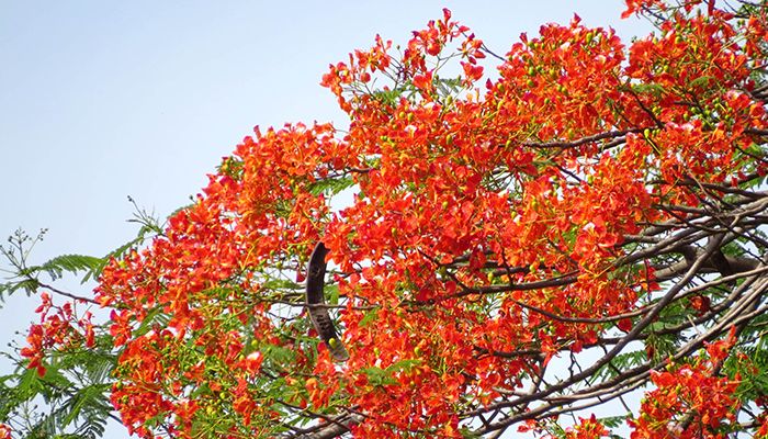 কৃষ্ণচূড়ার সৌন্দর্যে অপরূপ প্রকৃতি