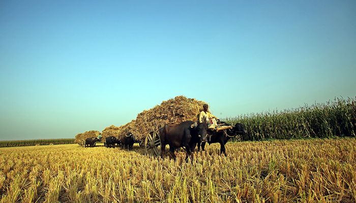 চলনবিলে মহিষের গাড়িতে ধান বহন