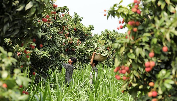 সোনারগাঁয়ে বাড়ছে লিচু চাষ