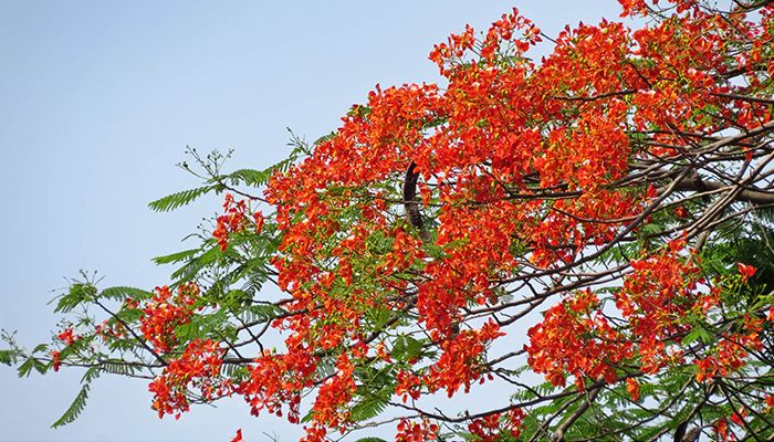 কৃষ্ণচূড়ার সৌন্দর্যে অপরূপ প্রকৃতি