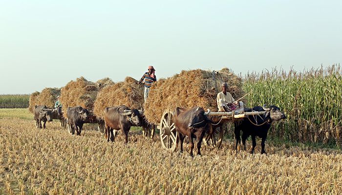 চলনবিলে মহিষের গাড়িতে ধান বহন