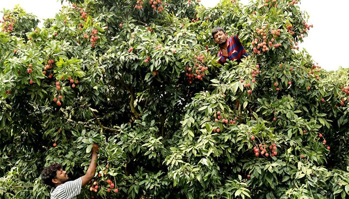সোনারগাঁয়ে বাড়ছে লিচু চাষ
