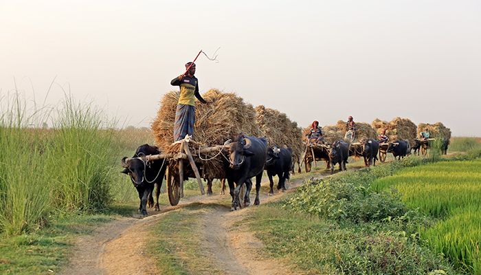 চলনবিলে মহিষের গাড়িতে ধান বহন