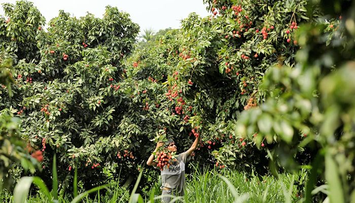 সোনারগাঁয়ে বাড়ছে লিচু চাষ