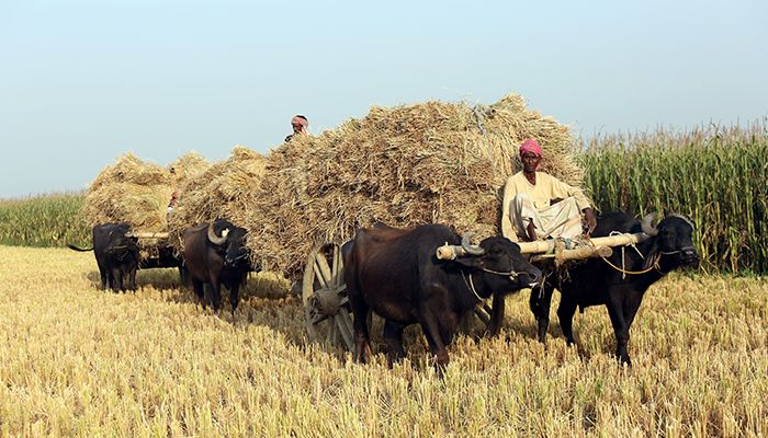 চলনবিলে মহিষের গাড়িতে ধান বহন