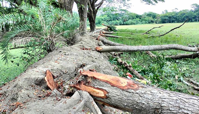 প্রধান শিক্ষক ও ম্যানেজিং কমিটির বিরুদ্ধে গাছ বিক্রির অভিযোগ