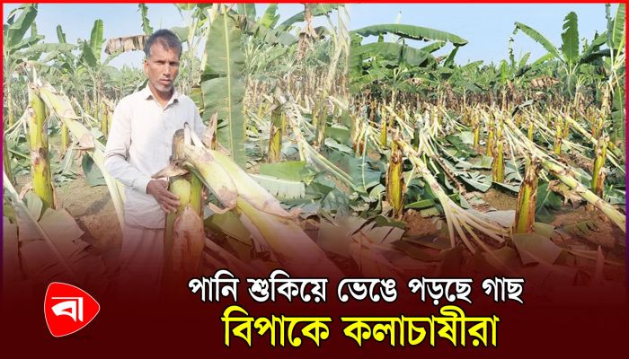 অতিরিক্ত তাপমাত্রায় কলাগাছ ভেঙে যাচ্ছে, বিপাকে চাষিরা 
