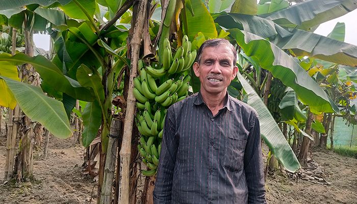 ব্রাহ্মণবাড়িয়ার বাঞ্ছারামপুরের দড়িভেলানগর গ্রামে নিজের কলাক্ষেতে জাকির হোসেন। প্রবা ফটো