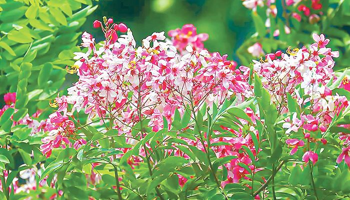 দুর্লভ ফুল লাল সোনাইল