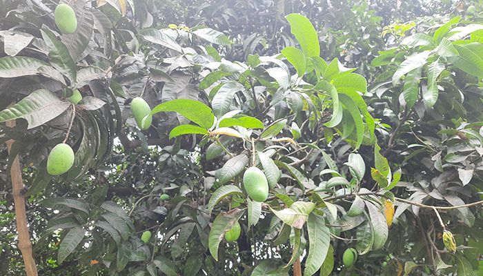 স্বস্তির বৃষ্টিতে আমের আশীর্বাদ