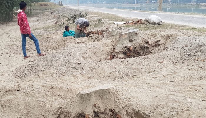 তিস্তা সেচ প্রকল্পে কাটা পড়ছে ৪ লাখ গাছ