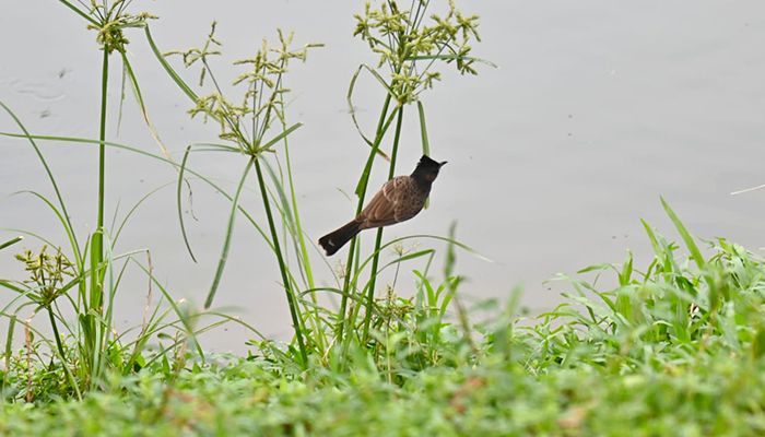 শেকৃবির সবুজ শ্যামল প্রকৃতি