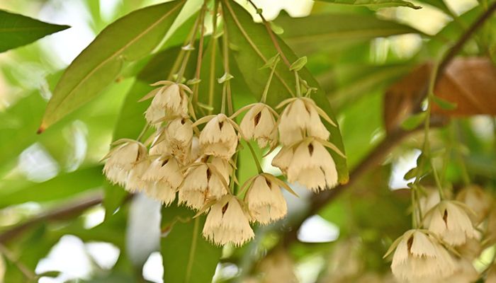 শেকৃবির সবুজ শ্যামল প্রকৃতি
