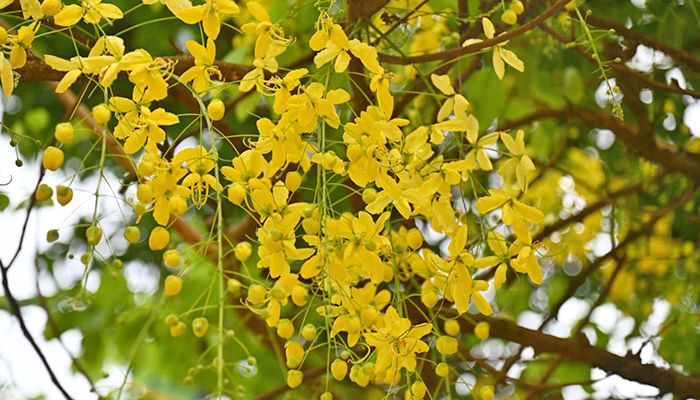 শেকৃবির সবুজ শ্যামল প্রকৃতি