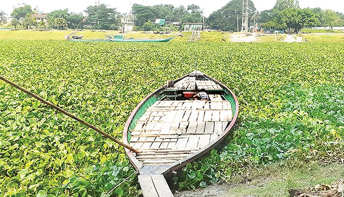 কচুরিপানার জটে নৌকা বন্ধ, বেকায়দায় পারাপারকারীরা