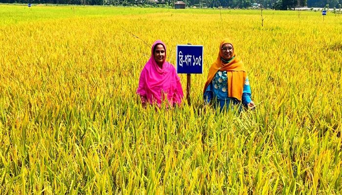 টাঙ্গাইলে ‘ডায়াবেটিক ধান’ চাষে সফলতা