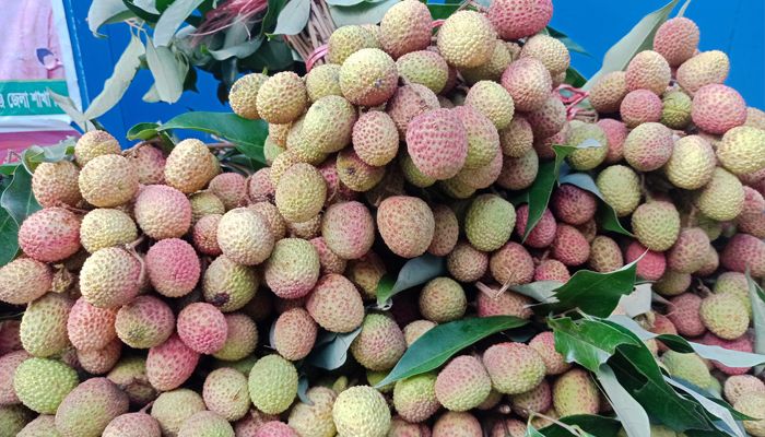 আগাম জাতের লিচুর আকাশছোঁয়া দাম