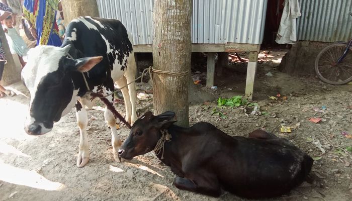 শরীয়তপুরে গরু চুরির মামলায় গ্রেপ্তার ১ 