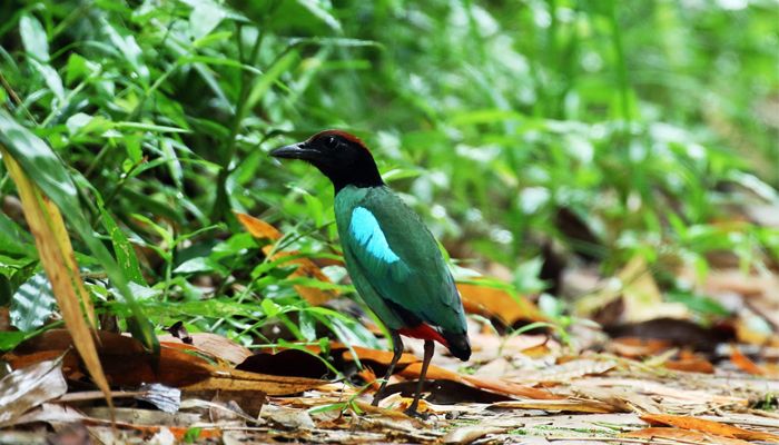 খাবার কমেছে পরিযায়ী পাখির