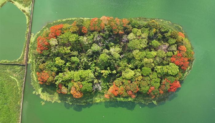 ধূসর ঢাকায় এক টুকরো স্বস্তি