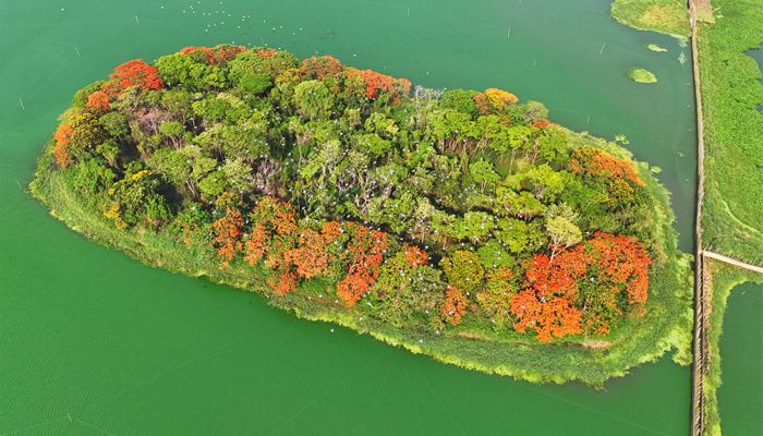 ধূসর ঢাকায় এক টুকরো স্বস্তি