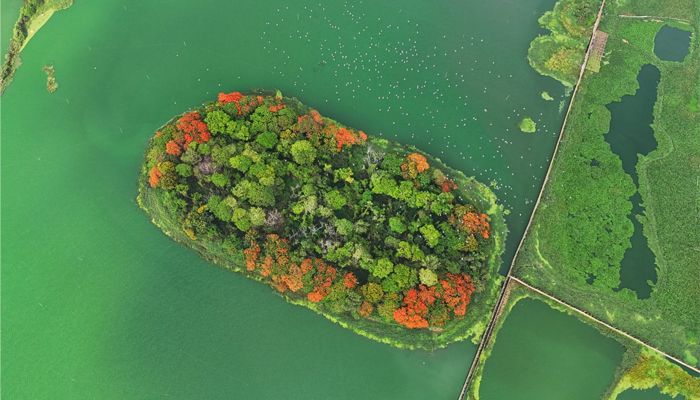 ধূসর ঢাকায় এক টুকরো স্বস্তি