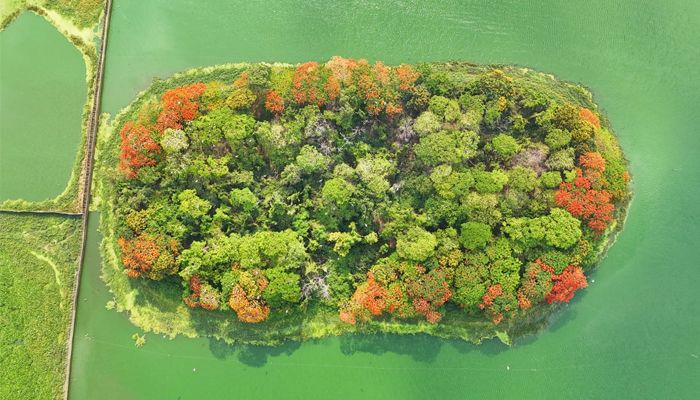 ধূসর ঢাকায় এক টুকরো স্বস্তি