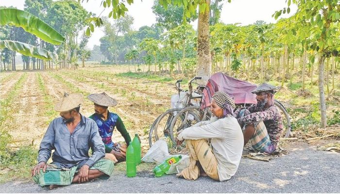 চুয়াডাঙ্গার ওপর দিয়ে বয়ে যাচ্ছে অতি তীব্র তাপপ্রবাহ। প্রচণ্ড গরমে বিপর্যস্ত শ্রমজীবী মানুষ। কাজের মাঝে স্বস্তি পেতে গাছের ছায়ায় জিরিয়ে নিচ্ছেন কয়েকজন কৃষক। মঙ্গলবার দুপুরে দর্শনা নীমতলা বর্ডারের মাঠ এলাকায়। ছবি : এএফপি