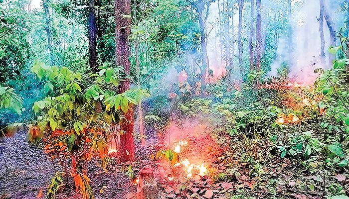 আগুনে পুড়ছে গারো পাহাড়, হুমকির মুখে জীববৈচিত্র্য 