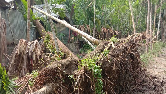 কালবৈশাখী ঝড়ে বসতঘরে গাছচাপায় অন্তঃসত্ত্বা মা-ছেলের মৃত্যু