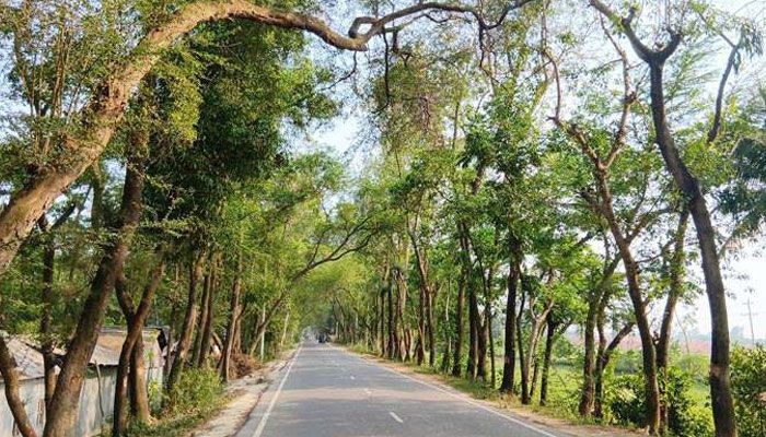 ১৫ হাজার গাছের মৃত্যু পরোয়ানা!