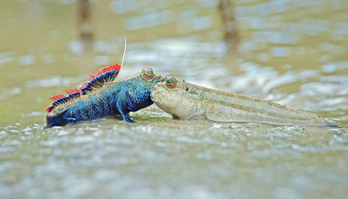 নিজেরা বাঁচতে বাঁচাই প্রাণবৈচিত্র্য