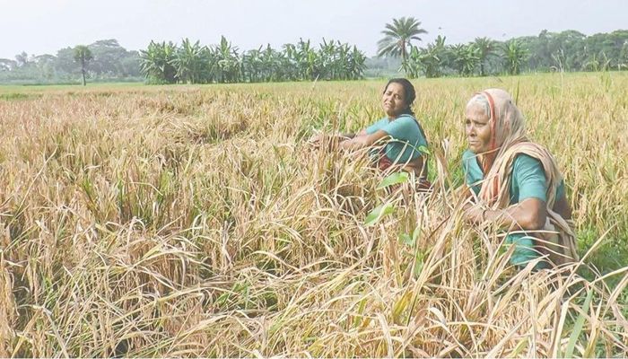 হত্যা মামলায় পুরুষশূন্য গ্রাম, পাকা ধান নষ্ট হচ্ছে ক্ষেতে 