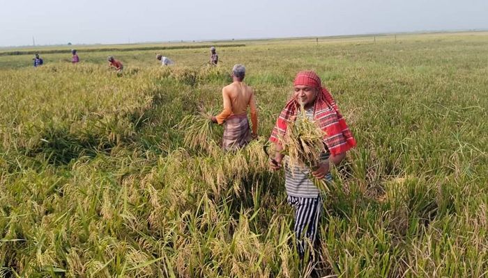 নেত্রকোণার হাওরে ব্যস্ত সময় কাটছে কৃষকদের। বৃষ্টির আগেই ফসল ঘরে তুলতে চান তারা। প্রবা ফটো