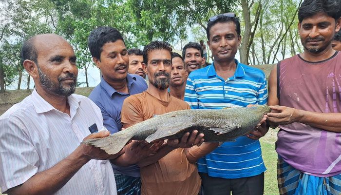 দিঘিতে মিলল এক মণ ওজনের ৩ কোরাল, বিক্রি ৪০ হাজারে