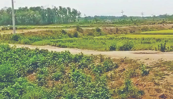 বিলকুমারীতে কয়েক হাজার গাছ কেটে সাবাড়