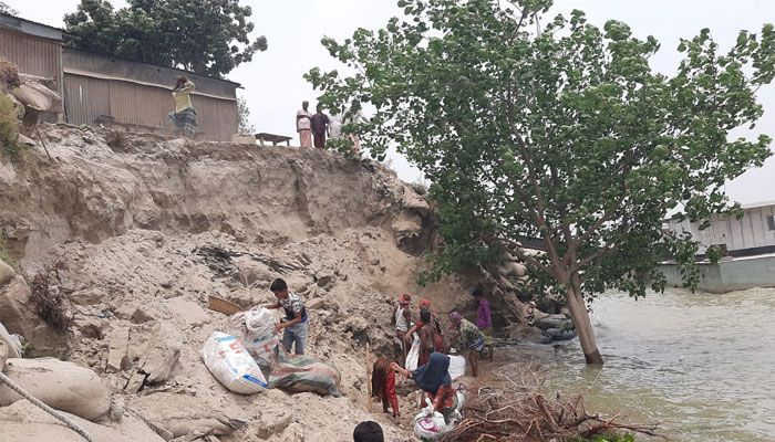 পদ্মায় ভাঙনের মুখে ২০০ পরিবার