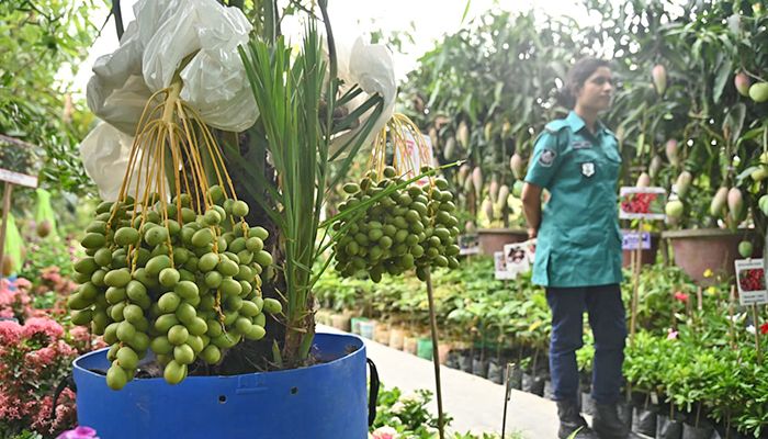 রাজধানীতে জাতীয় বৃক্ষমেলা