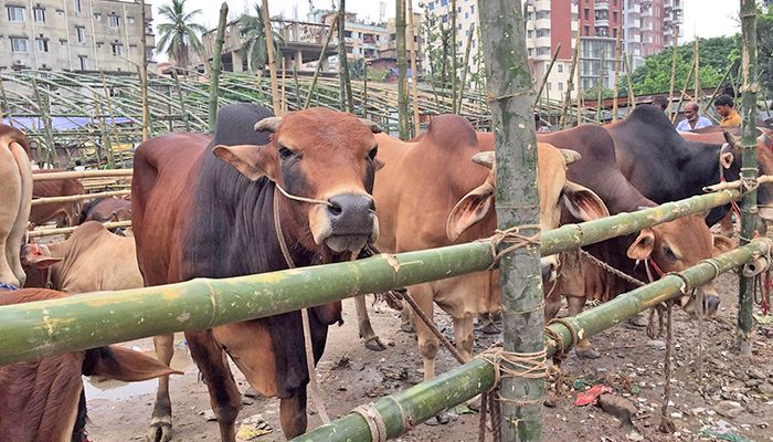 জমতে শুরু করেছে রাজধানীর পশুর হাট