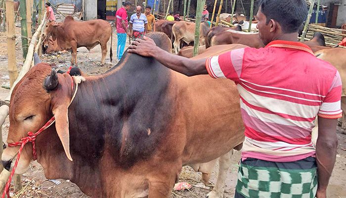জমতে শুরু করেছে রাজধানীর পশুর হাট