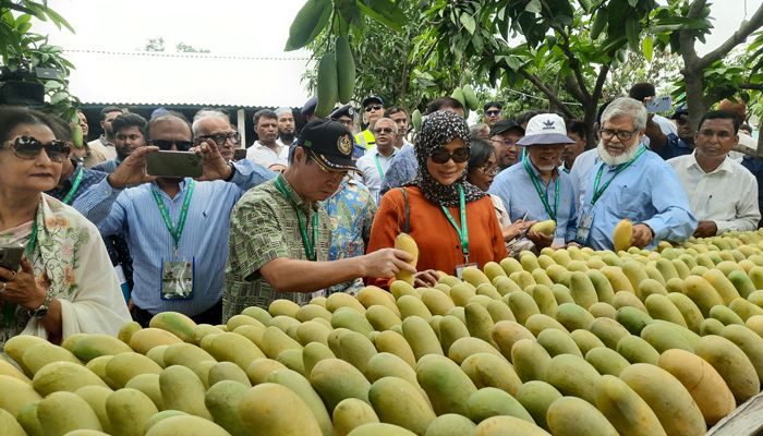 চাঁপাইনবাবগঞ্জে আমবাগান পরিদর্শন করলেন ১৩ রাষ্ট্রদূত