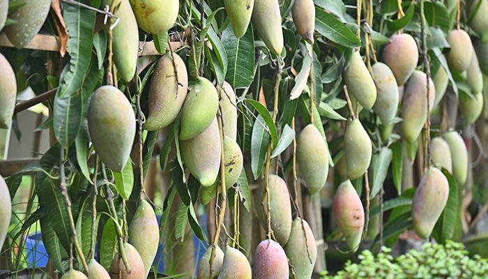 রাজধানীতে জাতীয় বৃক্ষমেলা